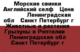 Морские свинки, Английский селф › Цена ­ 2 500 - Ленинградская обл., Санкт-Петербург г. Животные и растения » Грызуны и Рептилии   . Ленинградская обл.,Санкт-Петербург г.